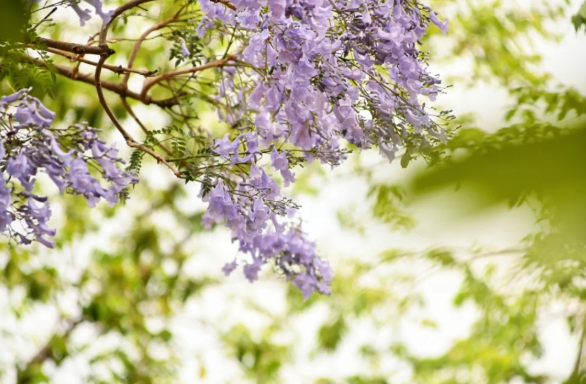 一起来看蓝花楹?