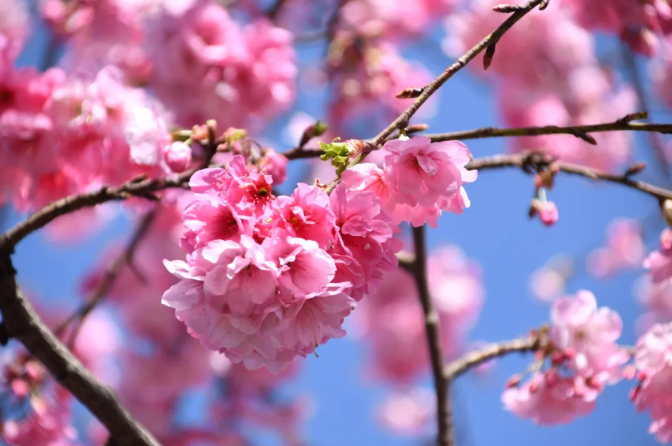 邀你，来看花?