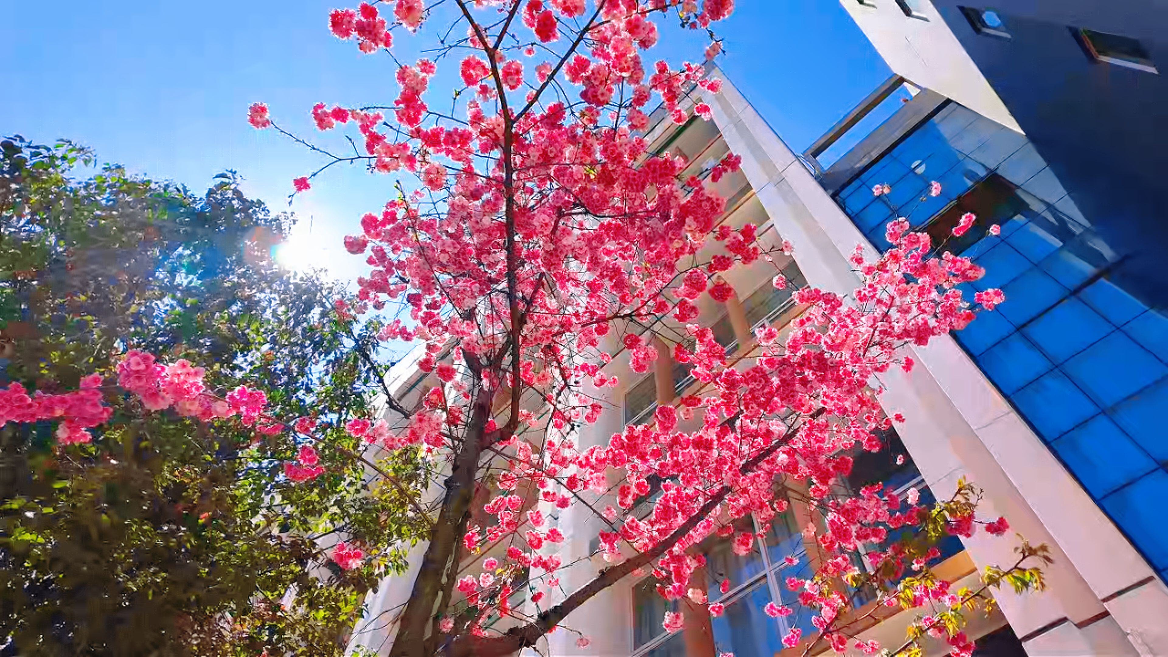 樱花+梨花同框！昆明文理学院上课路上溢满最美风景